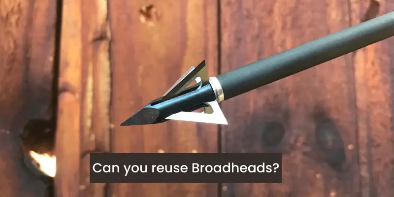 Can You Reuse Broadheads? [Explained with Solution]